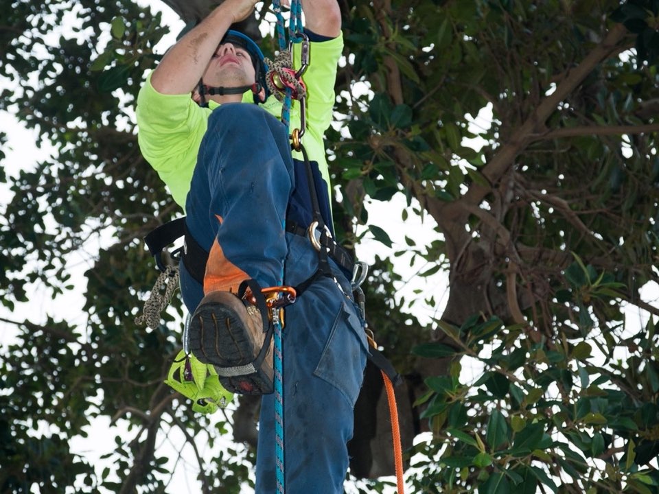 Qualified arborist working in a mature tree during an Enviro Trees UK survey in Merseyside