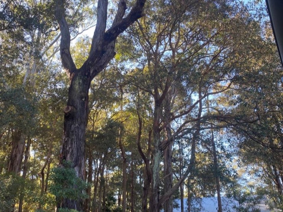 Mature trees in Merseyside parkland with a property visible in the background